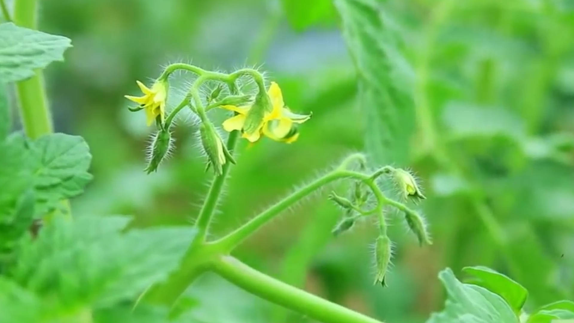 该死的“重茬”怎么办？来看看咋解决