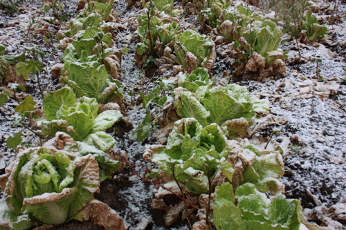 寒潮来袭，蔬菜如何防冻害？用对方法就不必担心！
