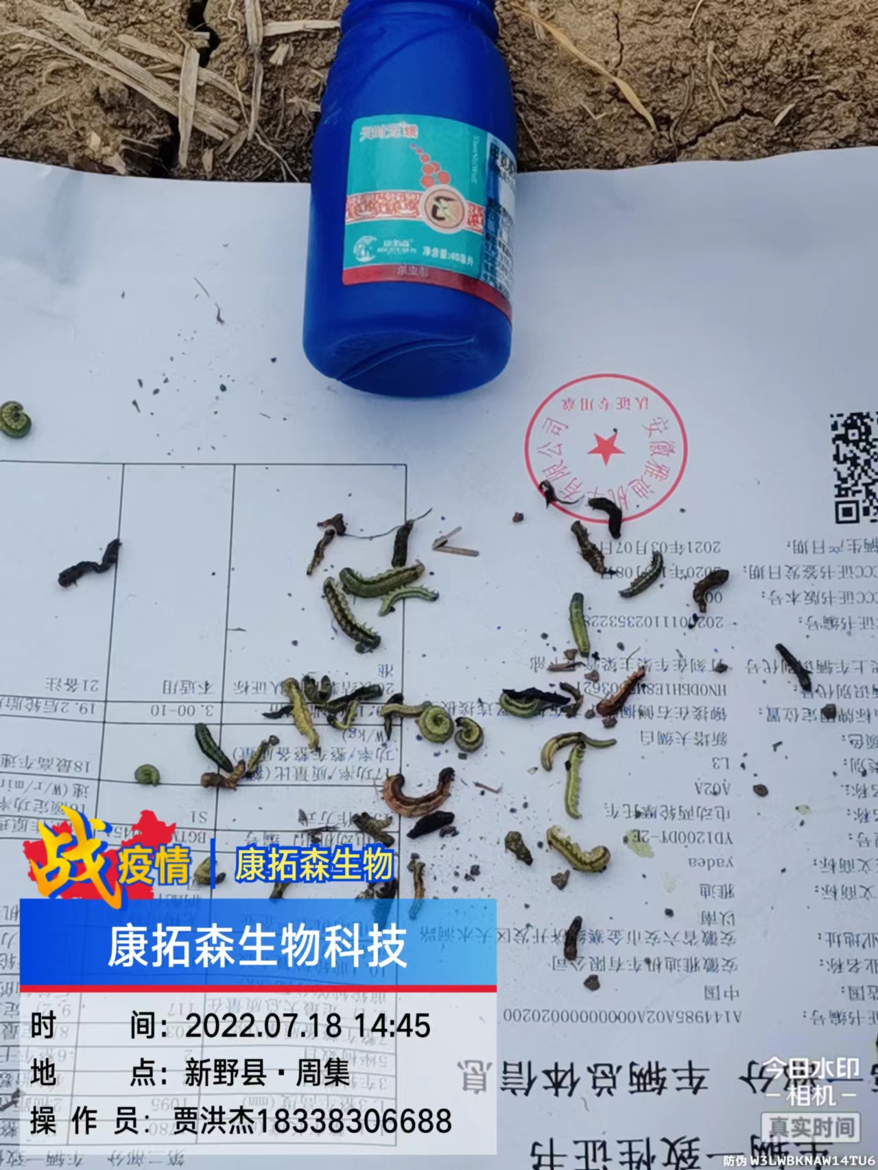 青虫菌形态图,青枯菌形态,青虫菌_大山谷图库